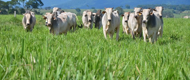 Sentença positiva obtida pelo MZ Advocacia referente a desobrigatoriedade de contribuição ao SENAR