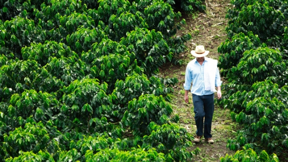 STF mantém anistia a proprietários rurais e maior parte do Código Florestal