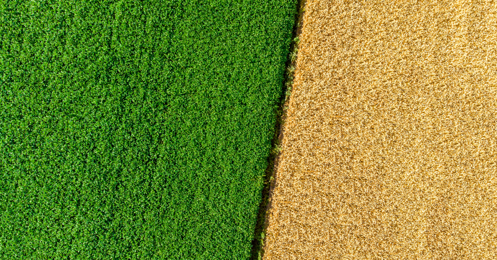 Produtores rurais e empresas do agro poderão participar de cadastro para buscar investimentos estrangeiros